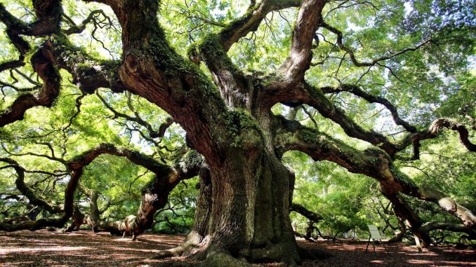 Angel_Oak_of_Charleston.jpg